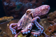 Cephalopod's avatar
